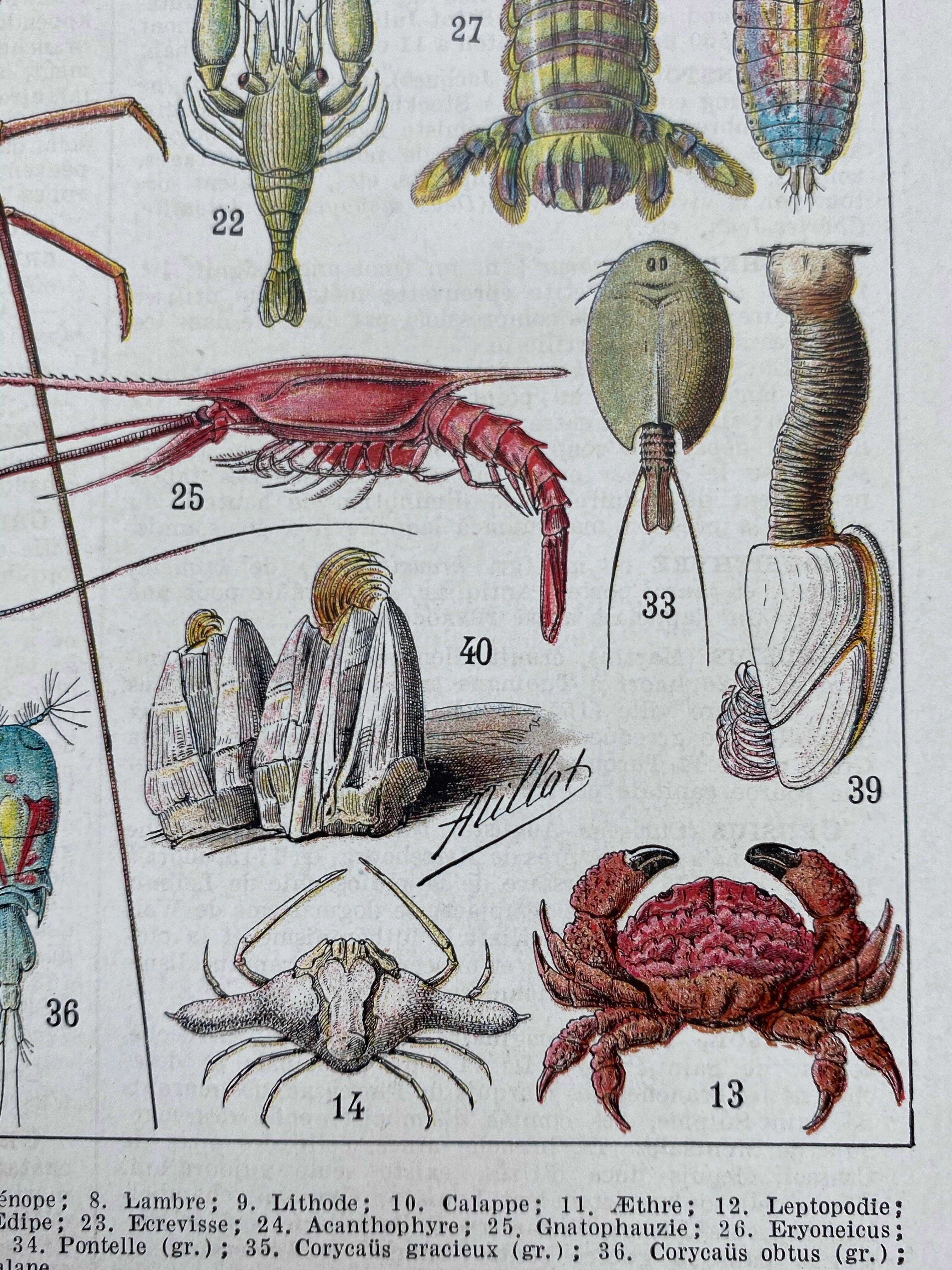 Illustration ancienne Millot "Crustacés"