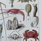 Illustration ancienne Millot "Crustacés"
