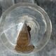 Saint Louis or Baccarat cut crystal carafe with store label