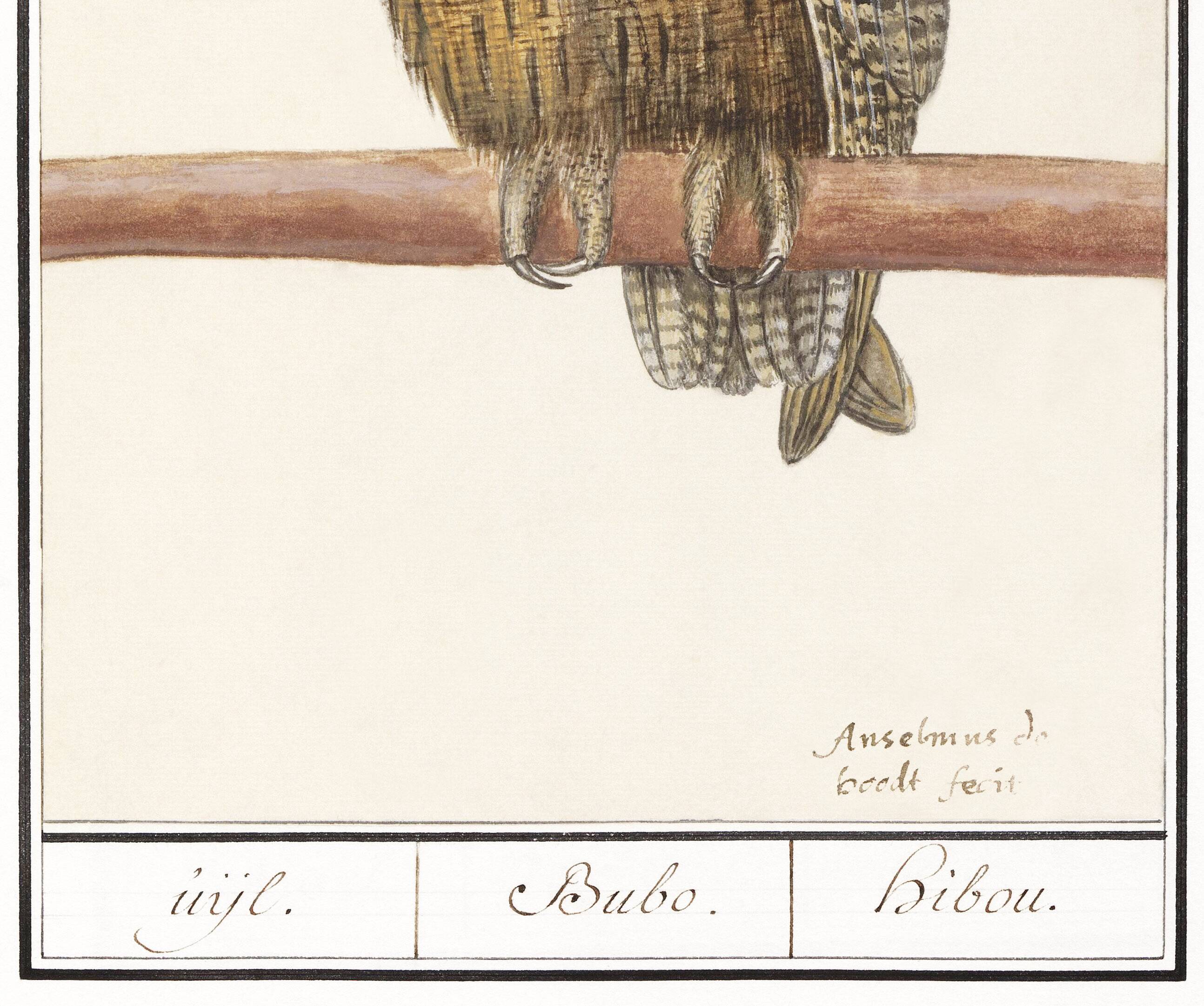 Small poster about the Eagle Owl, after an old engraving from 1610