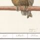 Small poster about the Eagle Owl, after an old engraving from 1610