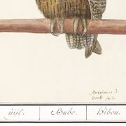 Petite affiche sur le Hibou grand-duc, d'après une gravure ancienne de 1610