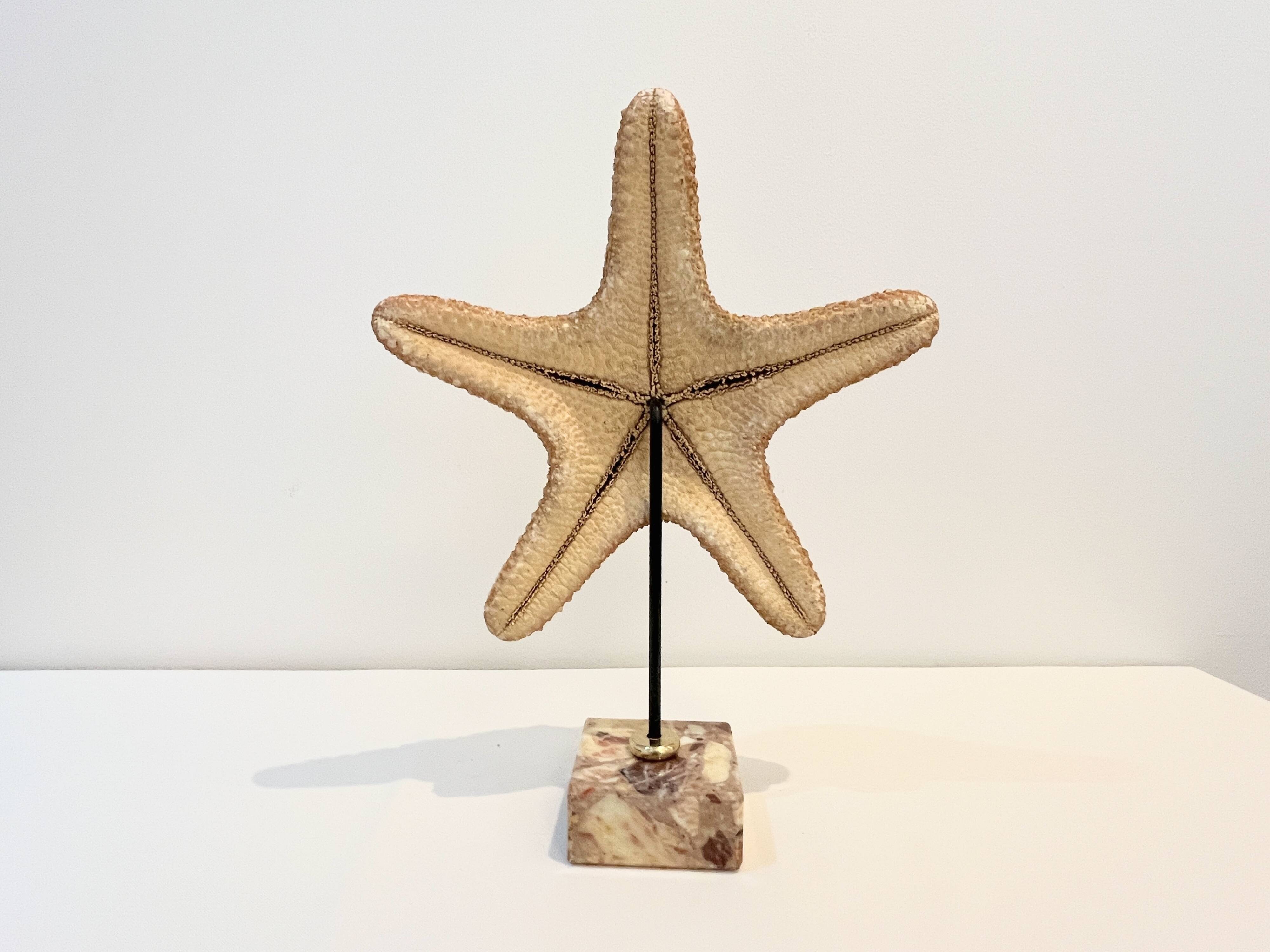 XXL Vintage Natural Starfish on Marble Base Cabinet of Curiosities