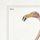 Chimera lithograph animal engraving - the pink flamoulpe