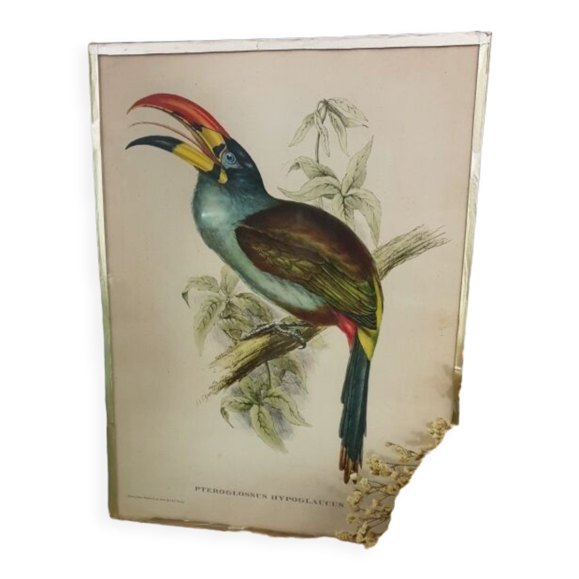 Table Bird illustration - The Toucan - Pteroglossus hypoglaucus