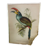 Table Bird illustration - The Toucan - Pteroglossus hypoglaucus