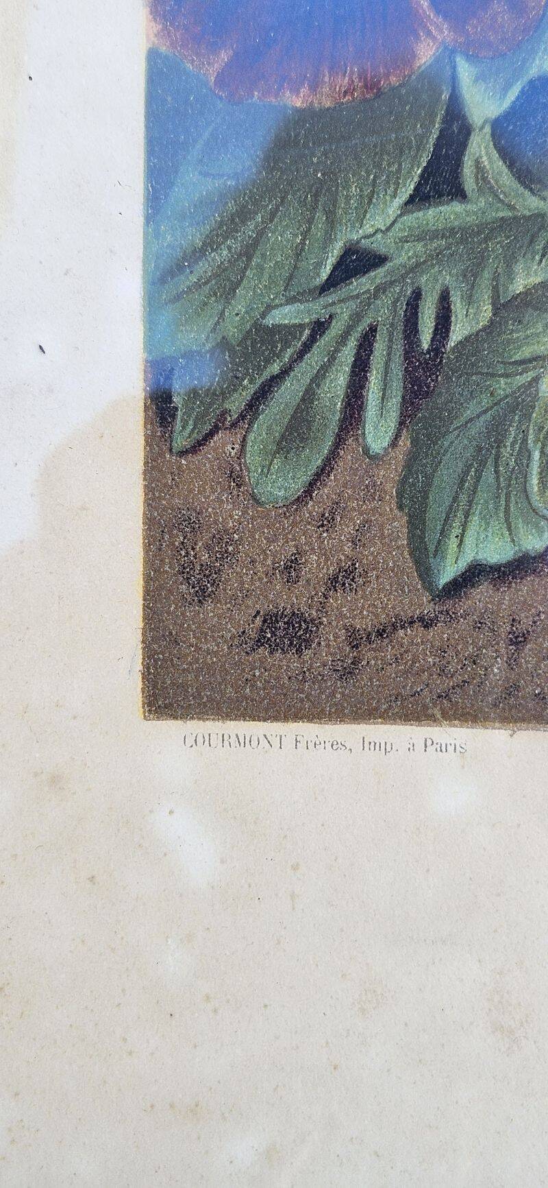 Julia Marin - Impression Thoughts on Large Flowers Around 1900