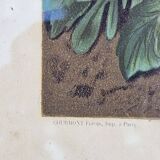 Julia Marin - Impression Thoughts on Large Flowers Around 1900