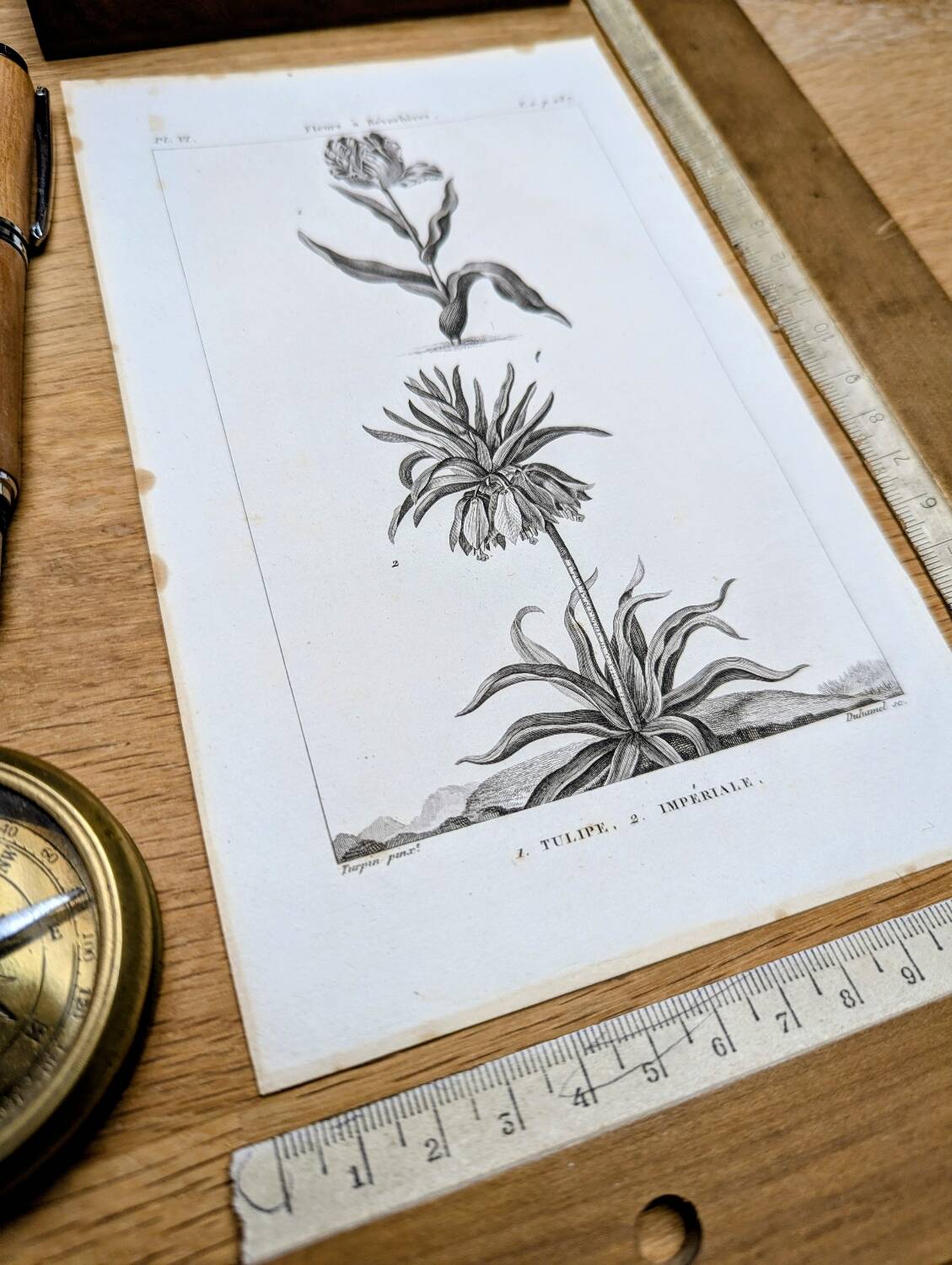 Imprimée en 1818, Tulipe et Impériale. Botanique vintage.