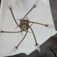Ceiling light fixture with 6 branches "lily flowers/aromas"
