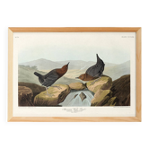Affiche sur le Cincle d’Amérique, d’après une gravure ancienne de 1827.