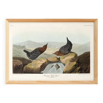 Poster about the American ring-eared cat, based on an old engraving from 1827.