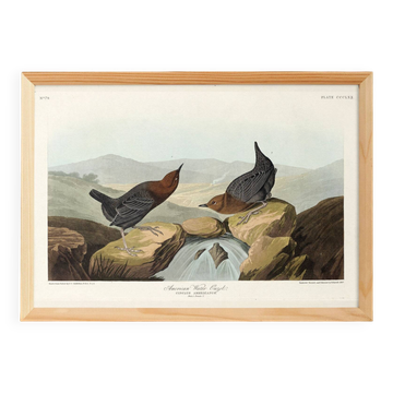 Affiche sur le Cincle d’Amérique, d’après une gravure ancienne de 1827.