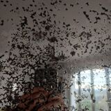 Neo-Gothic mirror in carved oak circa 1940