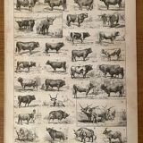 Lithograph on beef - 1900