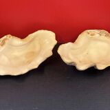 Shell: large giant clam ile reunion - 22 x 13 x 12 cm