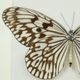 Asian Butterfly in Black Wooden Frame Insect Taxidermy Idea Idea