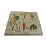 Botanical board