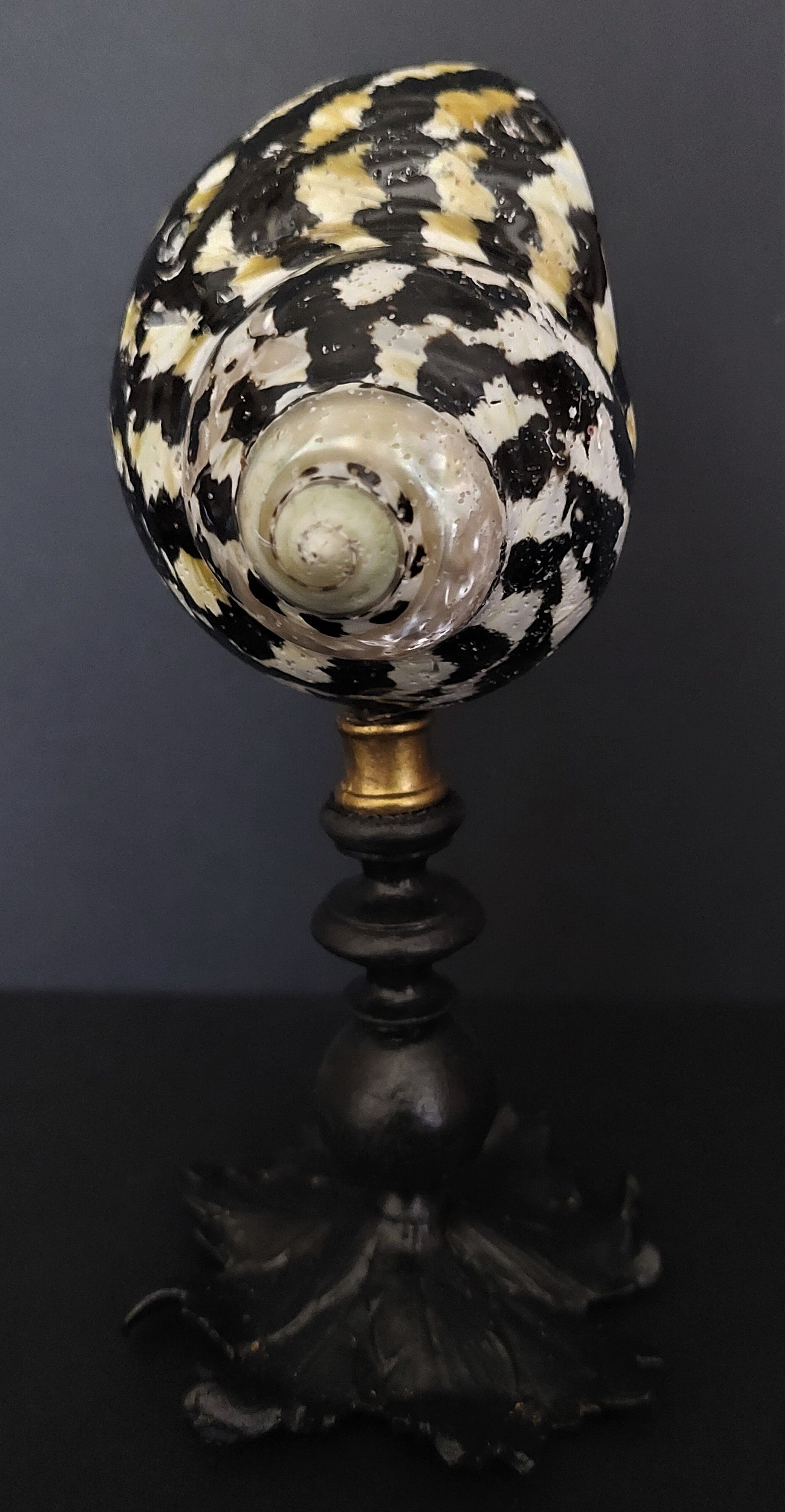 Cabinet of Curiosities shell cittarium pica on base