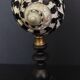 Cabinet of Curiosities shell cittarium pica on base