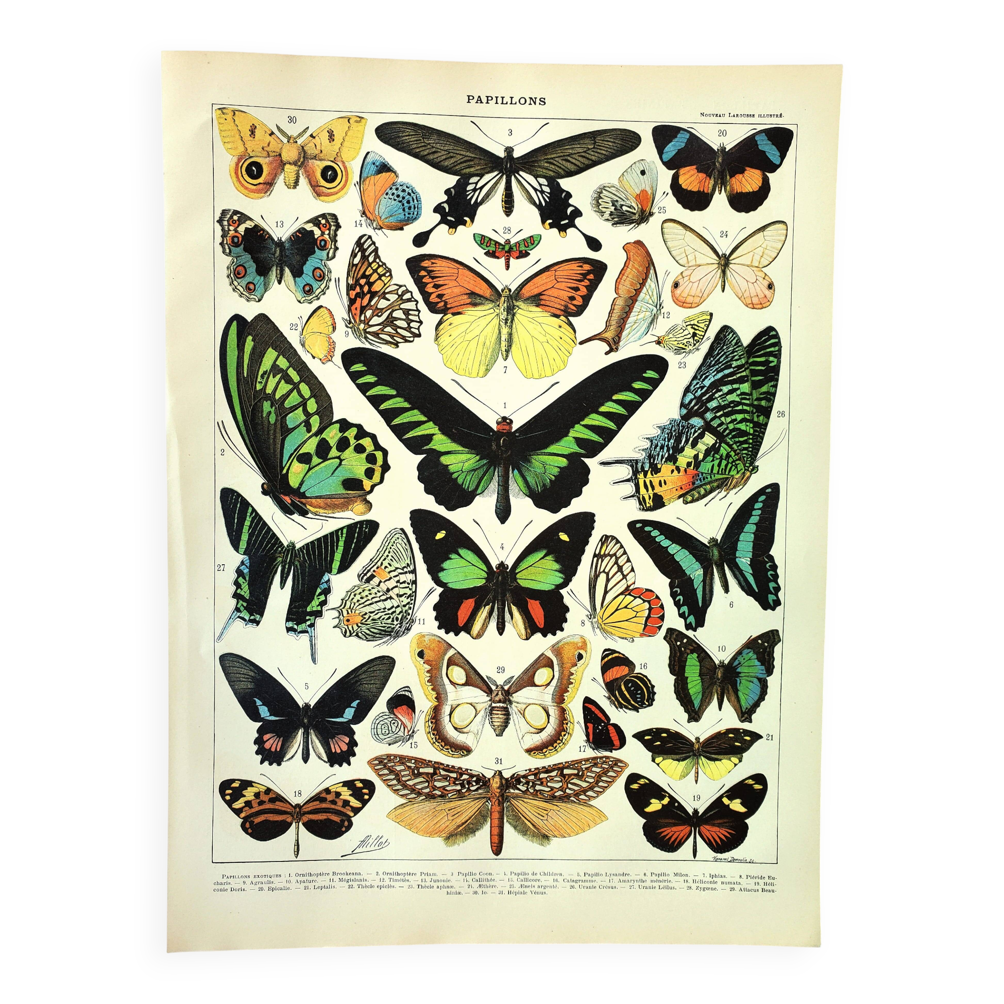 Gravure ancienne 1897 - Papillons exotique de Millot. Illustration vintage