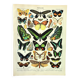 Gravure ancienne 1897 - Papillons exotique de Millot. Illustration vintage