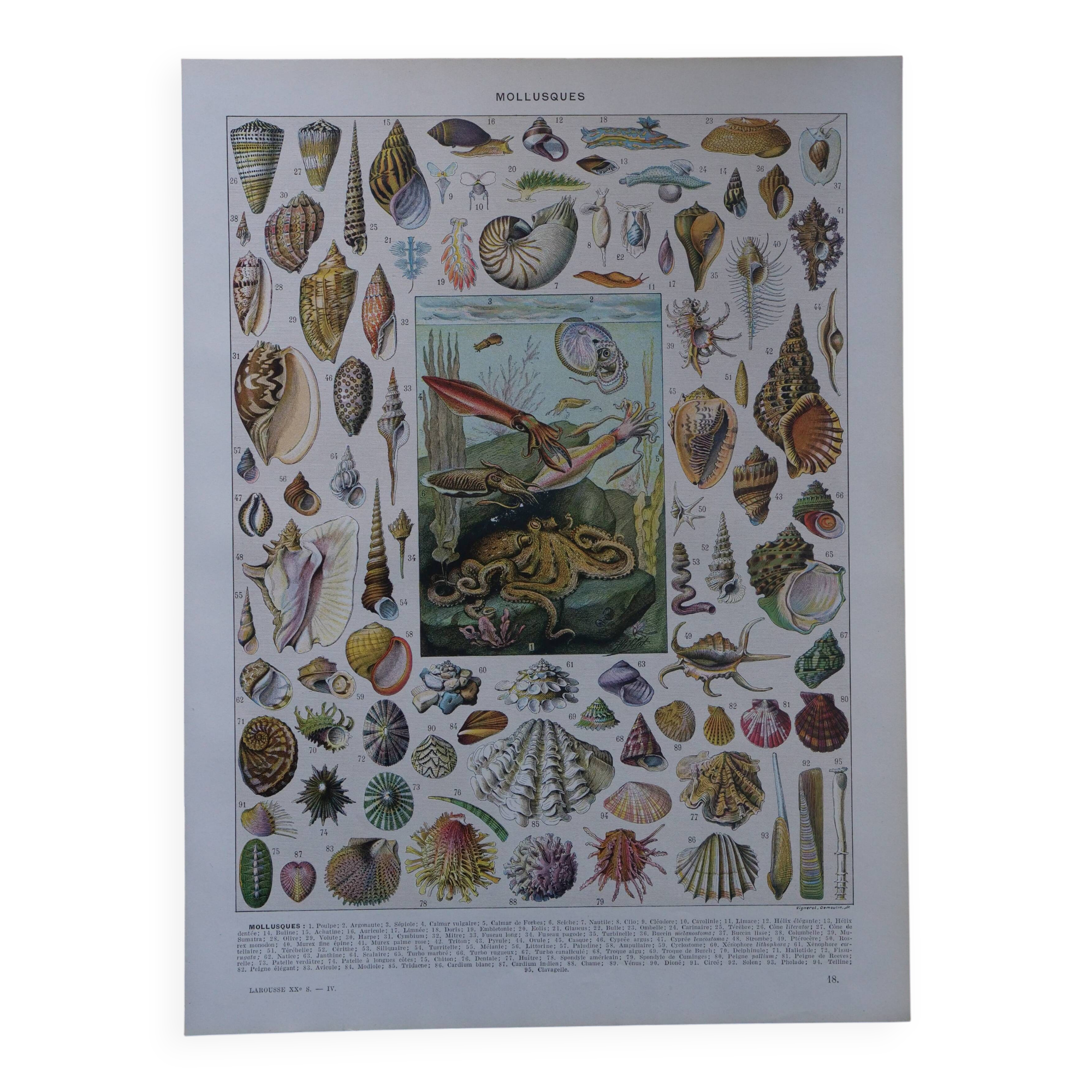Original lithograph on mollusks