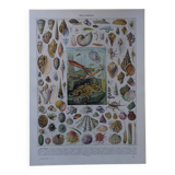 Lithographie originale sur les mollusques