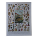 Lithographie originale sur les mollusques