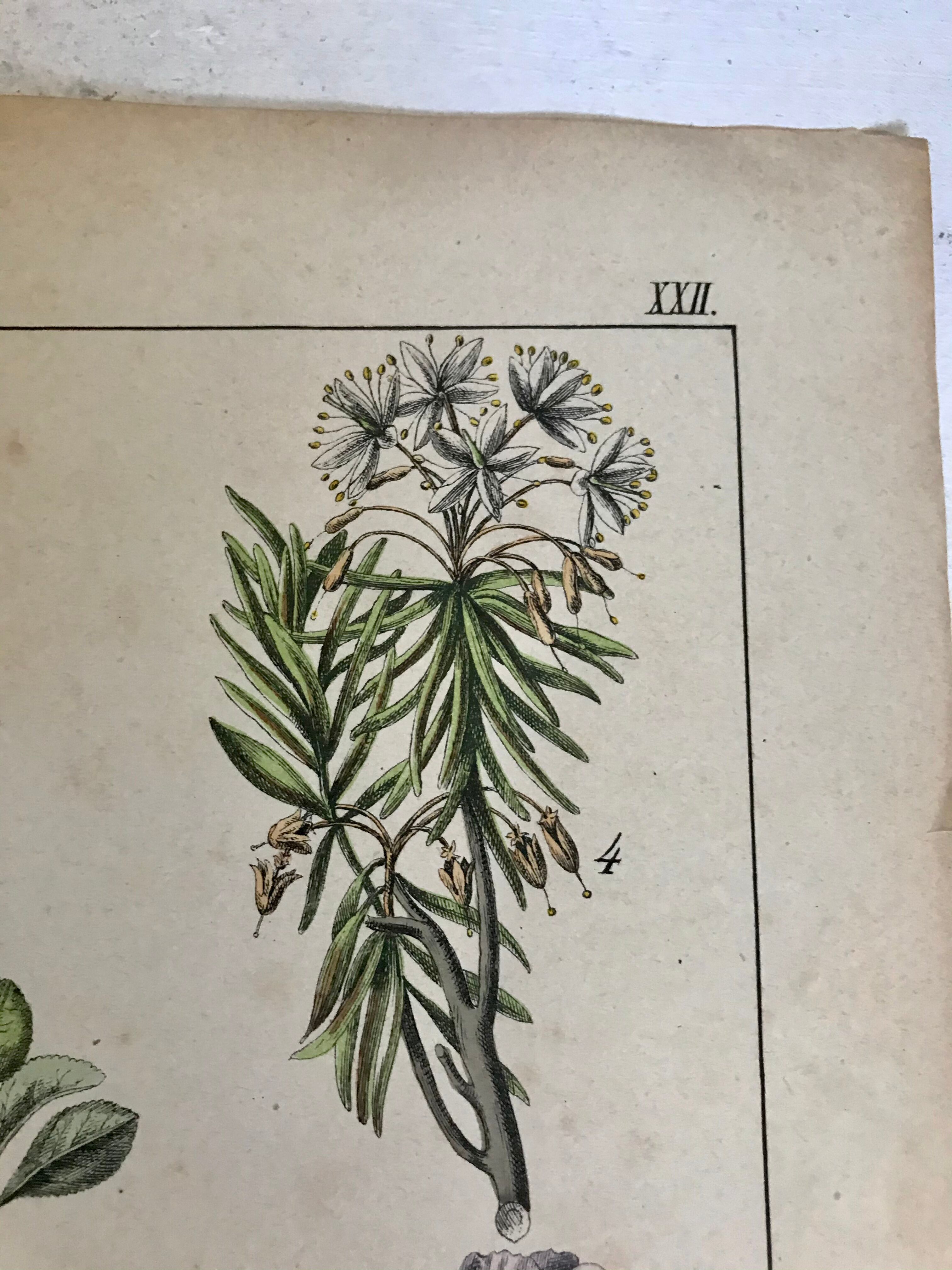 19th 32x42 botanical plank