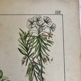 19th 32x42 botanical plank