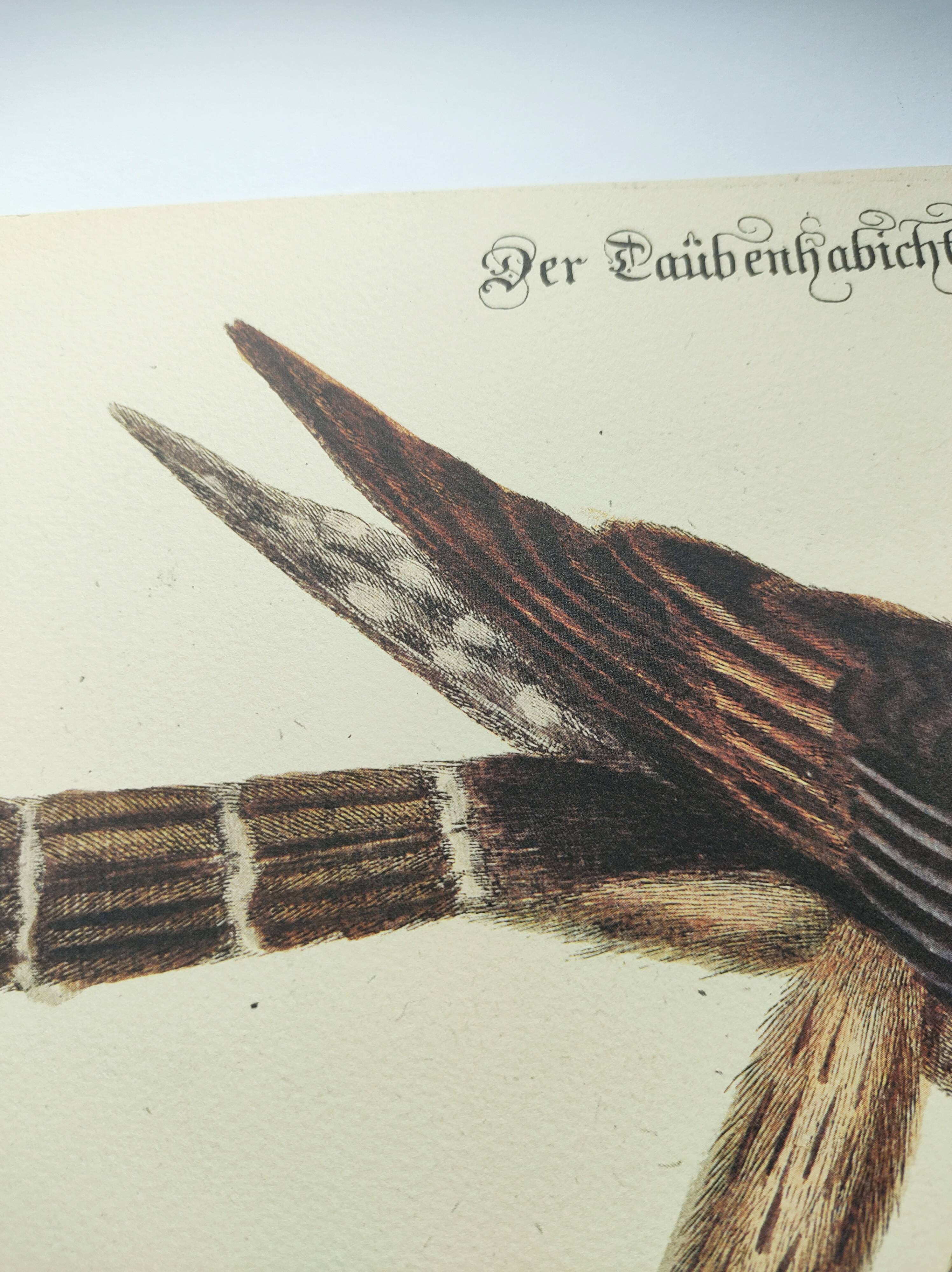 Vintage bird engraving - Hawk - Old animal board by Seligmann & Catesby