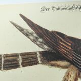 Gravure Vintage oiseau -Épervier- Planche ancienne animal de Seligmann & Catesby