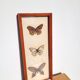 Painting with 3 butterflies
