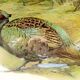Pheasant painting