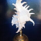 Cabinet of Curiosities 34cm shell on bronze base