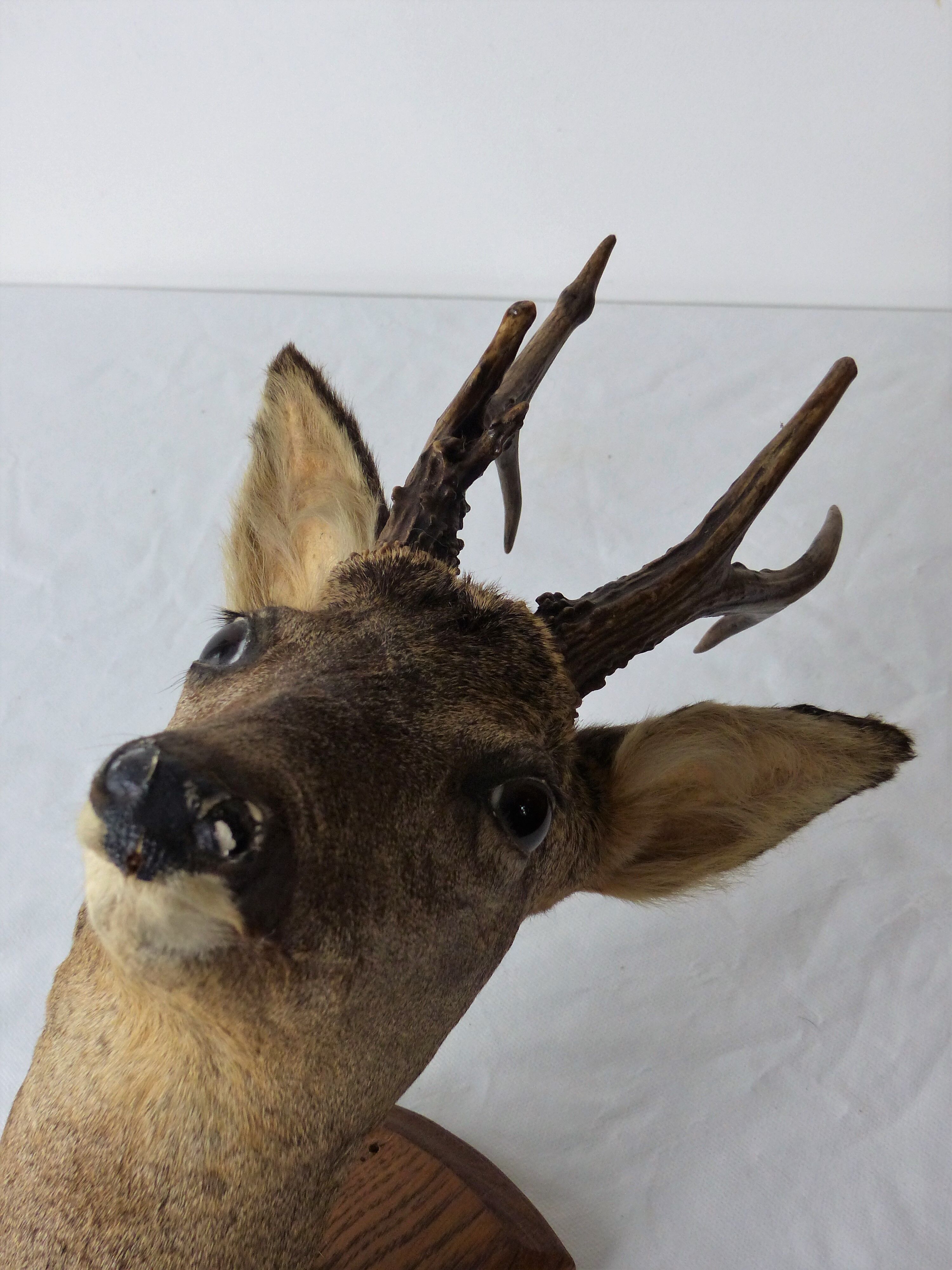 Deer head trophy