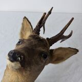 Deer head trophy