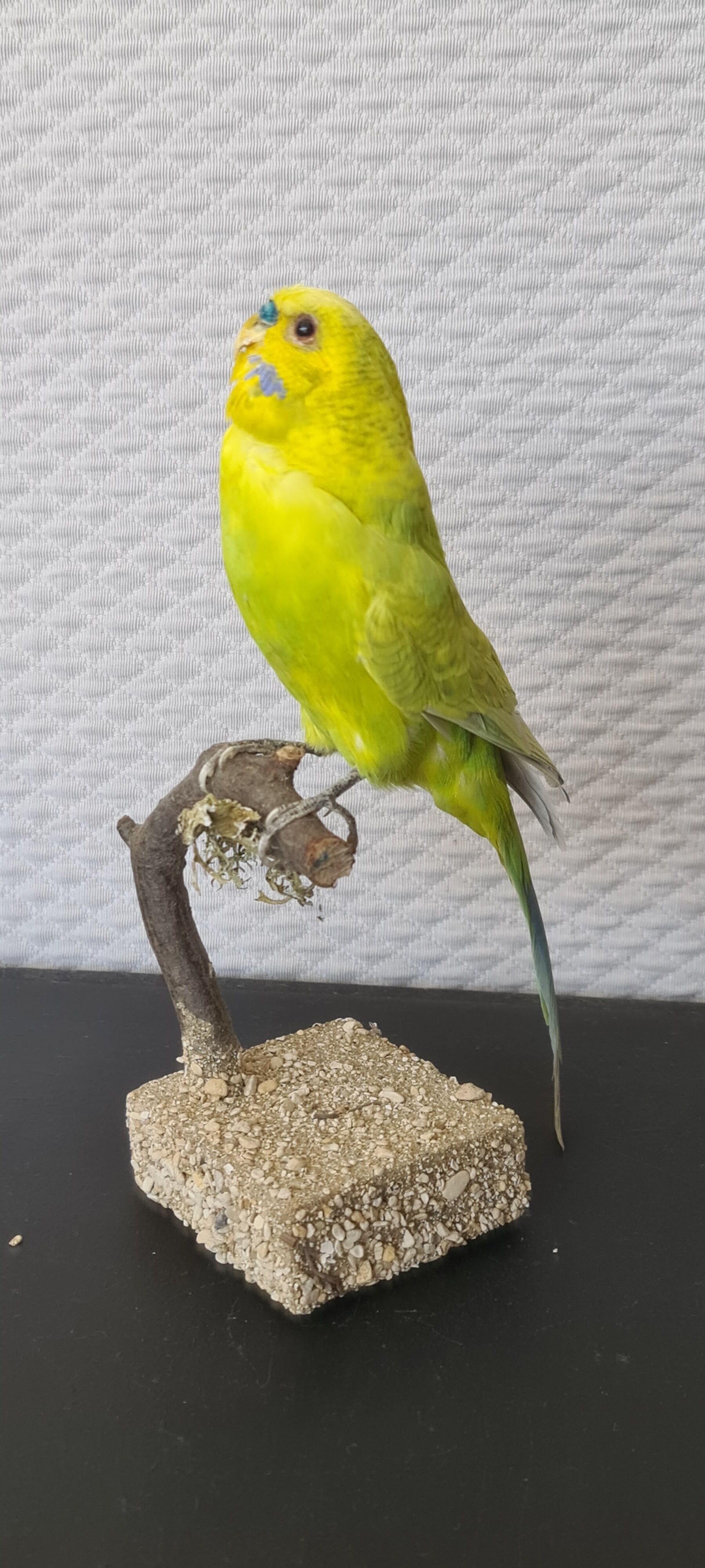 Naturalized parakeet