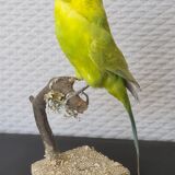 Naturalized parakeet