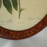 Framed botanical board Vintage rose
