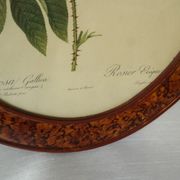Framed botanical board Vintage rose