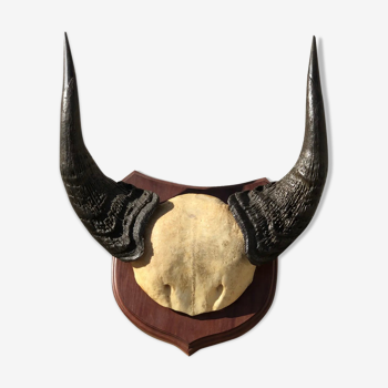 African massacre old buffalo horn on exotic wooden base vintage hunting trophy