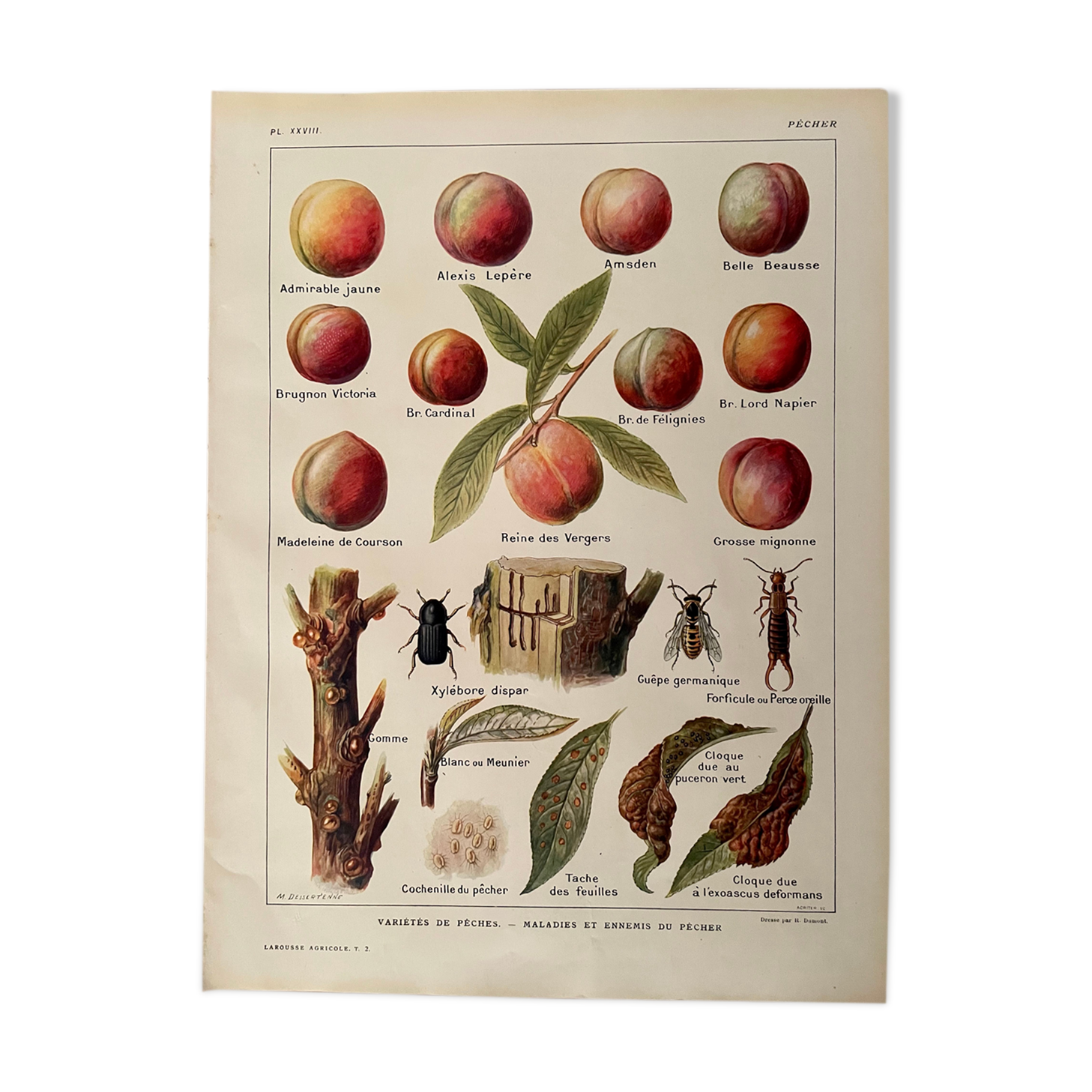 Lithographie sur le pêcher et les pêches de 1921