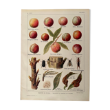 Lithograph on fishing and fisheries from 1921