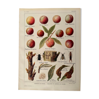 Lithograph on fishing and fisheries from 1921