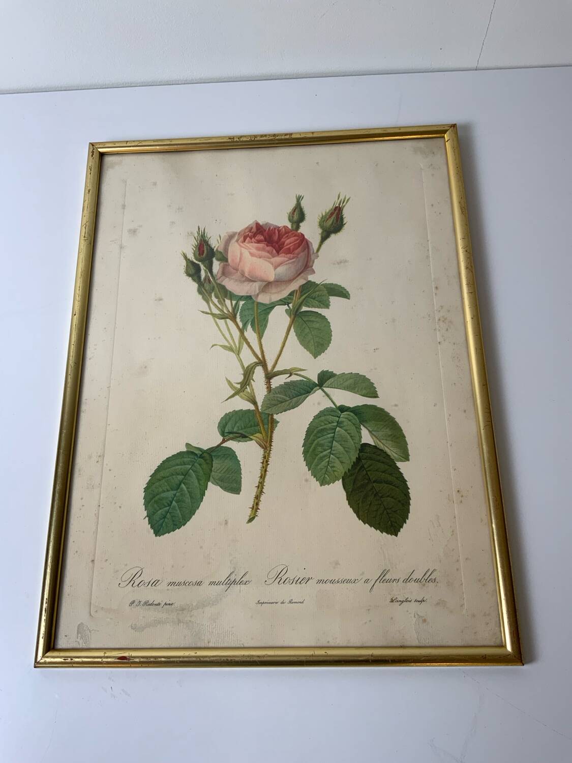 Redouté botanical lithograph