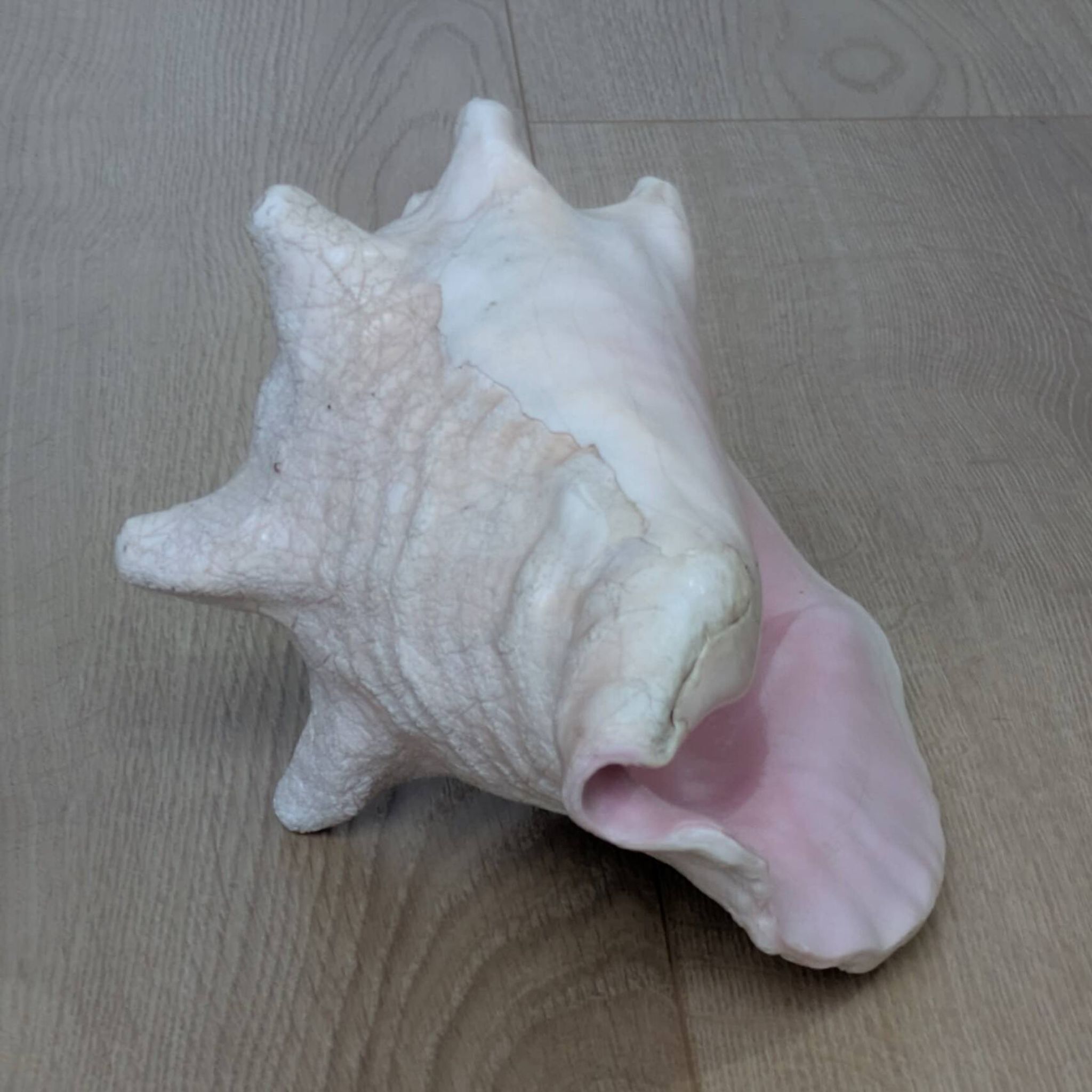 Heavy Marine Shell "Lambi" (Strombus Gigas) - Pink Interior - 1.37 kg