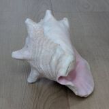 Heavy Marine Shell "Lambi" (Strombus Gigas) - Pink Interior - 1.37 kg