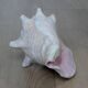 Heavy Marine Shell "Lambi" (Strombus Gigas) - Pink Interior - 1.37 kg